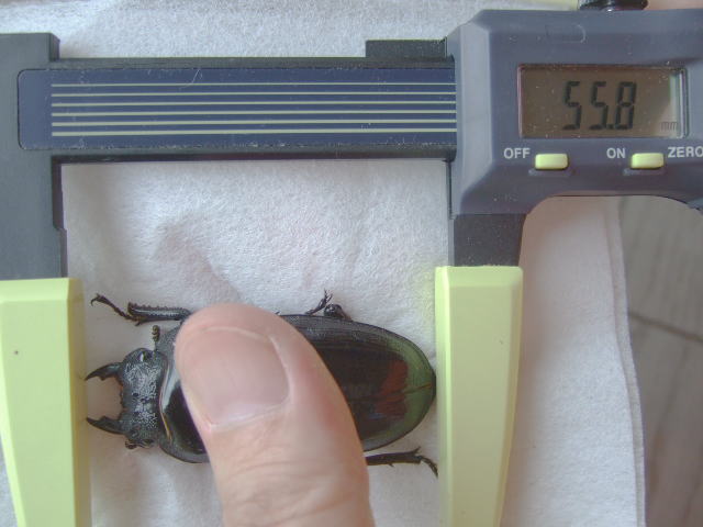 �M��F5��55.8�~��